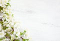 White wooden shabby background with flowering cherry branches