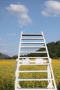 White wooden stairway set outdoor background, plantation, yellow flowers and sky image for nature background. Royalty Free Stock Photo