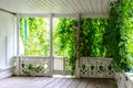 White wooden porch overgrown with curly ivy Royalty Free Stock Photo