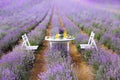 Food served on table in lavender field. Royalty Free Stock Photo