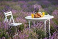 Croissants, juice and honey on table in lavender field. Royalty Free Stock Photo
