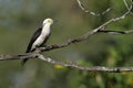 White woodpecker, Melanerpes candidus