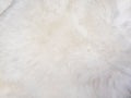 White wool texture background. Faux fur. Texture of white fluffy fur, close up of a long wool carpet. Top view