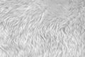 White wool texture background, light natural animal wool, white seamless cotton, texture of fluffy fur for designers, close-up Royalty Free Stock Photo