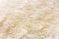 White wool texture background, Natural fluffy fur sheep wool skin texture Royalty Free Stock Photo
