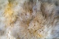 White wool texture background. Natural fluffy fur sheep wool skin texture Royalty Free Stock Photo