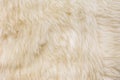 White wool texture background, Natural fluffy fur sheep wool skin texture Royalty Free Stock Photo