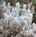 White woolly scenecio plants growing outdoors in nature. Closeup of perennial or seasonal succulents with smooth silver