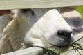 White woolly sheep feeding in meadow, Hemsedal, Viken, Norway Royalty Free Stock Photo