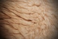 White woolly sheep fleece for background Royalty Free Stock Photo