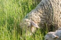 White Woolly Sheep Flock Grazing in a Green Field