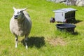 White woolly sheep in meadow, Hemsedal, Viken, Norway Royalty Free Stock Photo