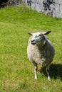 White woolly sheep in meadow, Hemsedal, Viken, Norway Royalty Free Stock Photo