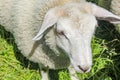 White woolly sheep in meadow, Hemsedal, Viken, Norway Royalty Free Stock Photo