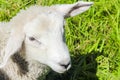 White woolly sheep in meadow Hemsedal, Viken, Norway Royalty Free Stock Photo