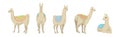 White Wooly Llama or Alpaca as Domesticated South American Camelid Vector Set