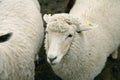 White wooly sheep Royalty Free Stock Photo