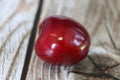 White worm in a cherry tree. A wormy cherry seen up close. A worm in a cherry fruit seen close up