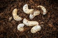 White worm larvae of coconut rhinoceros beetle.