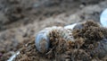 White worm larvae of coconut rhinoceros beetle on the ground and digging soil. sometimes known as June bug or June Beetle. Royalty Free Stock Photo