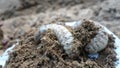 White worm larvae of coconut rhinoceros beetle on the ground and digging soil. sometimes known as June bug Royalty Free Stock Photo