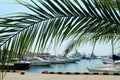 White yachts for sea travel stand in the seaport against the blue sky and palm trees. Royalty Free Stock Photo