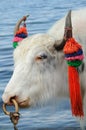 White yak Royalty Free Stock Photo