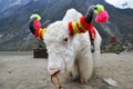 White yak Royalty Free Stock Photo