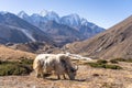 White Yak in front of Kangtega and Thamserku mountain peak, Everest region, Nepal