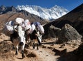 White Yak and mount Lhotse - Nepal Royalty Free Stock Photo