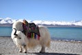 White yak in Namtso lake, Tibet. Namtso is the largest lake in the Tibet Autonomous Region Royalty Free Stock Photo