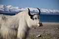 White yak in Namtso lake, Tibet. Namtso is the largest lake in the Tibet Autonomous Region Royalty Free Stock Photo