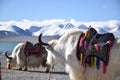 White yak in Namtso lake, Tibet. Namtso is the largest lake in the Tibet Autonomous Region Royalty Free Stock Photo