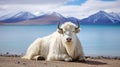 White yak in Namtso lake, Tibet. Namtso is the largest lake in the Autonomous Region. AI Generative Royalty Free Stock Photo