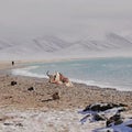 White yak is a symbol of auspiciousness, peace, kindness, and beauty Royalty Free Stock Photo