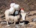 White yak on the way to Everest base camp - Nepal