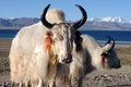 White yaks in Tibet Royalty Free Stock Photo