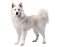 White Yakutian Laika isolated on white background Royalty Free Stock Photo