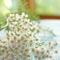 White Yarrow Royalty Free Stock Photo