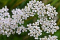 White yarrow blossoms foreground closeup view from above