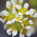 White yarrow flower