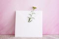 A white yarrow flower peeking out of a white envelope in front of a pink painted canvas background Royalty Free Stock Photo
