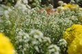 White Yarrow flower