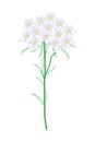 White Yarrow Flowers or Achillea Millefolium Flowers