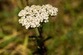 White yarrow flowers Royalty Free Stock Photo