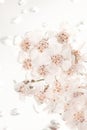 White yarrow flowers in bubbly water Royalty Free Stock Photo