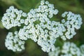 White yarrow flowers close-up Royalty Free Stock Photo