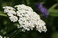 White Yarrow flowers Royalty Free Stock Photo