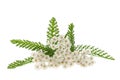 White yarrow