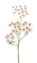 White yarrow flowers Royalty Free Stock Photo